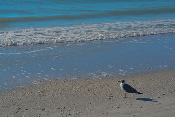 Fototapeta premium Bird enjoying Indian Rocks Beach in Florida, USA.