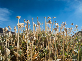 Flora rund um den Teide