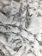 Bird traces of feet in the snow.