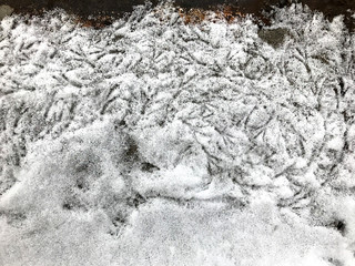 Bird traces of feet in the snow.