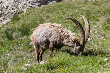 Wildlife scene. Alpine ibex in high mountain meadow. Photo taken at an altitude of 2700 meters in Aosta valley, Italy