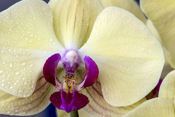 Moth orchids (Phalaenopsis amabilis)