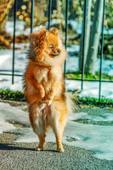 Clever Spitz,dog,puppy is standing on its hind legs on the ice in cold winter day