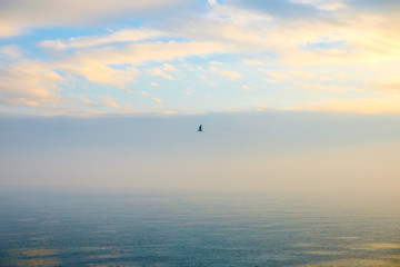 lonely bird flying on blue calm sea with blue sky
