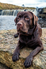 Dog Labrador. Dog near the river. brown labrador.  Dog Labrador. On the bank of the river.