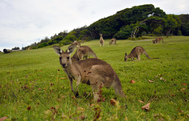 Kangaroos near a Pacific beach in Australia. © Alizada Studios