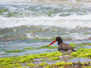 Eurasian oystercatcher (Haematopus ostralegus) on the beach in Brazil.