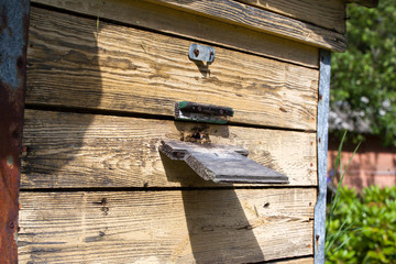 Bees fly from the tap hole in the hive