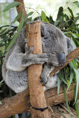 Koala on eucalyptus tree in Queensland, Australia.