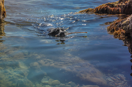 dog swimming in the sea with a stick on a sunny day in high quality