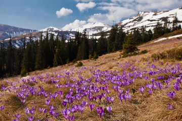 Crocuses - spring flowers