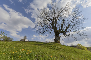 Fototapeta na wymiar Bare tree in spring in a rustic landscape. Carpathians