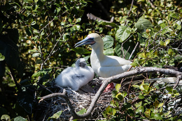 Mother and Chick Red-Footed Booby on Nest