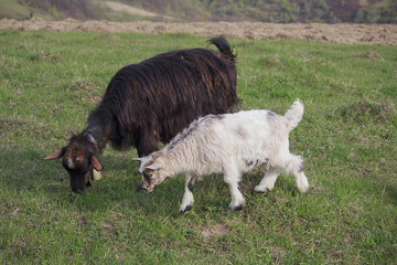 Two goats grazing on a spring meadow. Carpathians