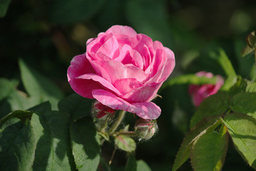 Rosebud illuminated by sunlight in the garden closeup. Flowers