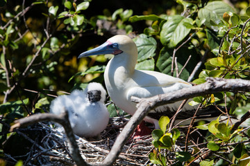 Red-Footed Booby and Chick on Nest