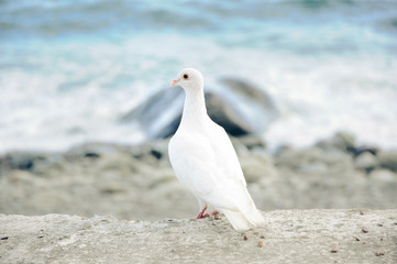 beautiful white dove on a background of the sea in high quality