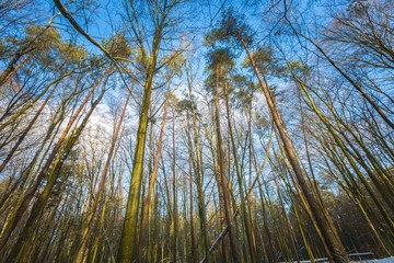 Winter woods in Poland