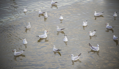  seagulls on the water