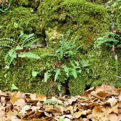 Old moss covered stone wall with fern plants
