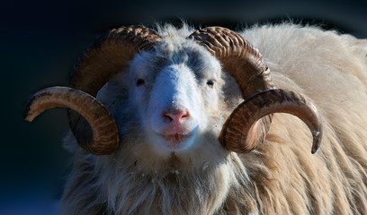 Portret Barana Alfa