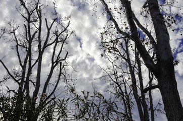 Trees with Blue Sky