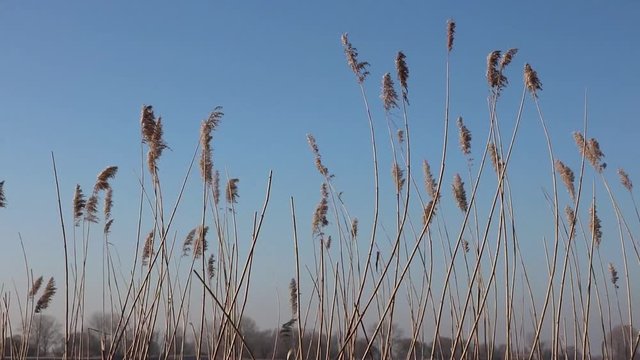 Schilf Gras Getreide schwing im Wind mit blauem Himmel an der K&uuml;ste