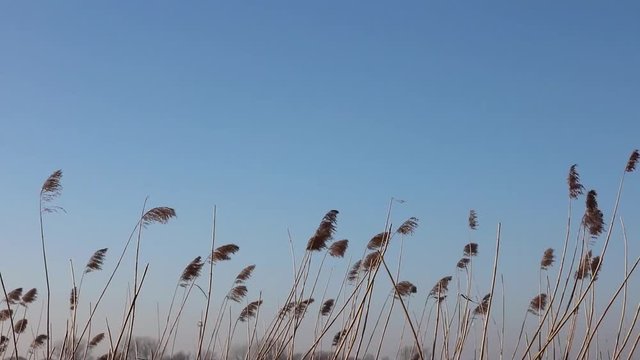 Schilf Gras Getreide schwing im Wind mit blauem Himmel an der K&uuml;ste