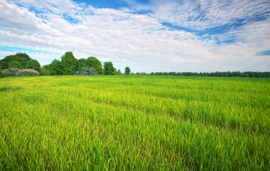 Fototapeta premium Beautiful green field with blue cloudy sky.