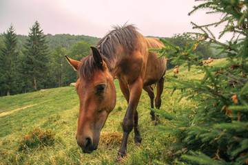 horses in mountains