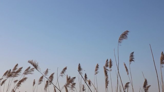 Schilf Gras Getreide schwing im Wind mit blauem Himmel an der K&uuml;ste