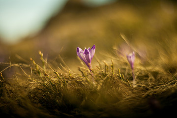Crocuses - spring flowers