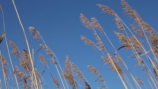 Schilf Gras Getreide schwing im Wind mit blauem Himmel an der K&uuml;ste