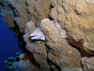 Geometric moray / underwater photograph, dive site - Jackfish Alley, Ras Mohamed National Park, Egypt, depth - 17m.