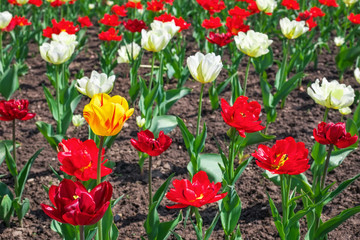 Colorful flowers in springtime. Tulips field Background