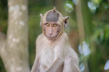 可愛いサル