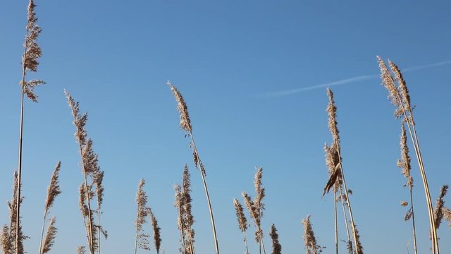 Schilf Gras Getreide schwing im Wind mit blauem Himmel an der K&uuml;ste