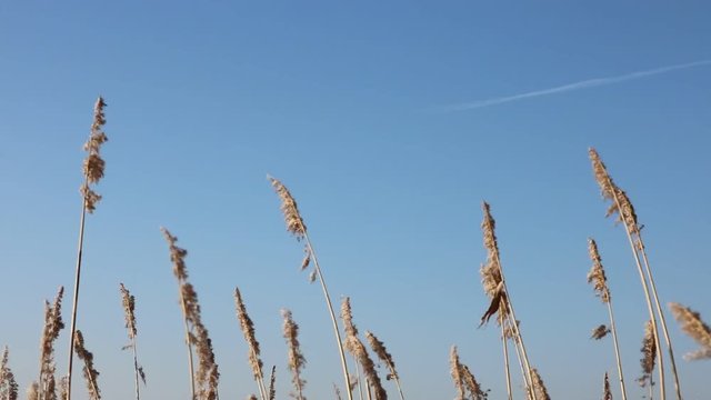 Schilf Gras Getreide schwing im Wind mit blauem Himmel an der K&uuml;ste