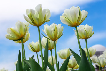 Amazing view of colorful tulip flowering in the garden at summer or spring day.