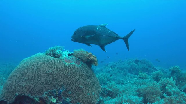 Giant Trevally with cleaner wrasses on a coral reef. 4k footage