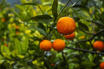 Orange fruit closeup in autumn 