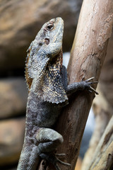 Fototapeta premium Hooded Dragon, Lizard, Reptile