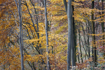 Beech trees in golden autumn foliage