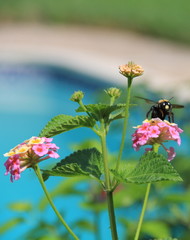 Flowers and Bee