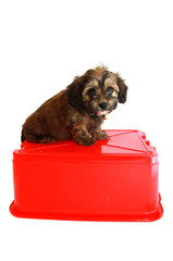 Cute Fluffy Puppy Sitting On A Red Box On White Background