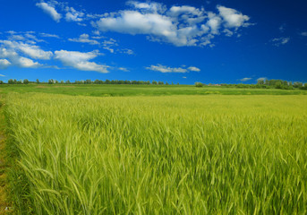 Wheat field against a blue sky