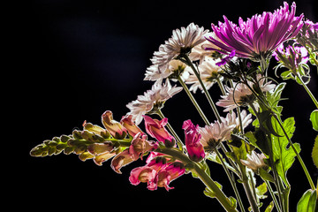 Snapdragon and mums flowers.