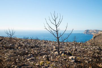 Forest fire aftermath