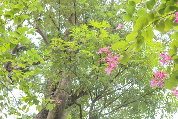 Purple flowers in Hanoi Old Quarter and Hoan Kiem lake