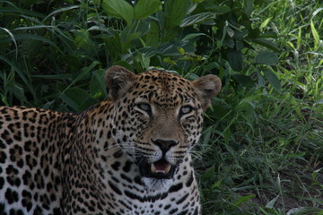 Only in Kruger